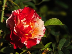 薔薇1