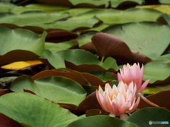 スイレン1