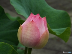 昭和記念公園・蓮15