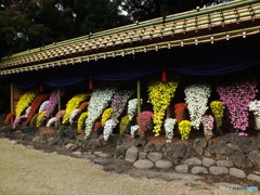 新宿御苑・菊花展6