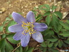 ソライロヤブイチゲ