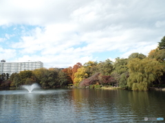井の頭池周辺11