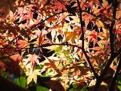 中院・もみじ1