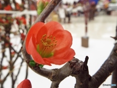 木瓜