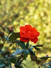 新宿御苑・秋薔薇20