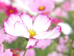 コスモス8