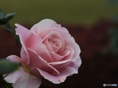 秋薔薇5