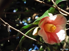 椿3