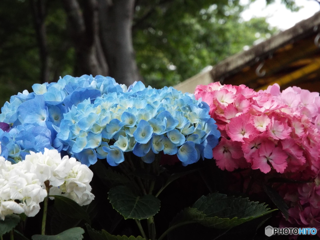 豊島園・紫陽花17