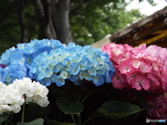 豊島園・紫陽花17