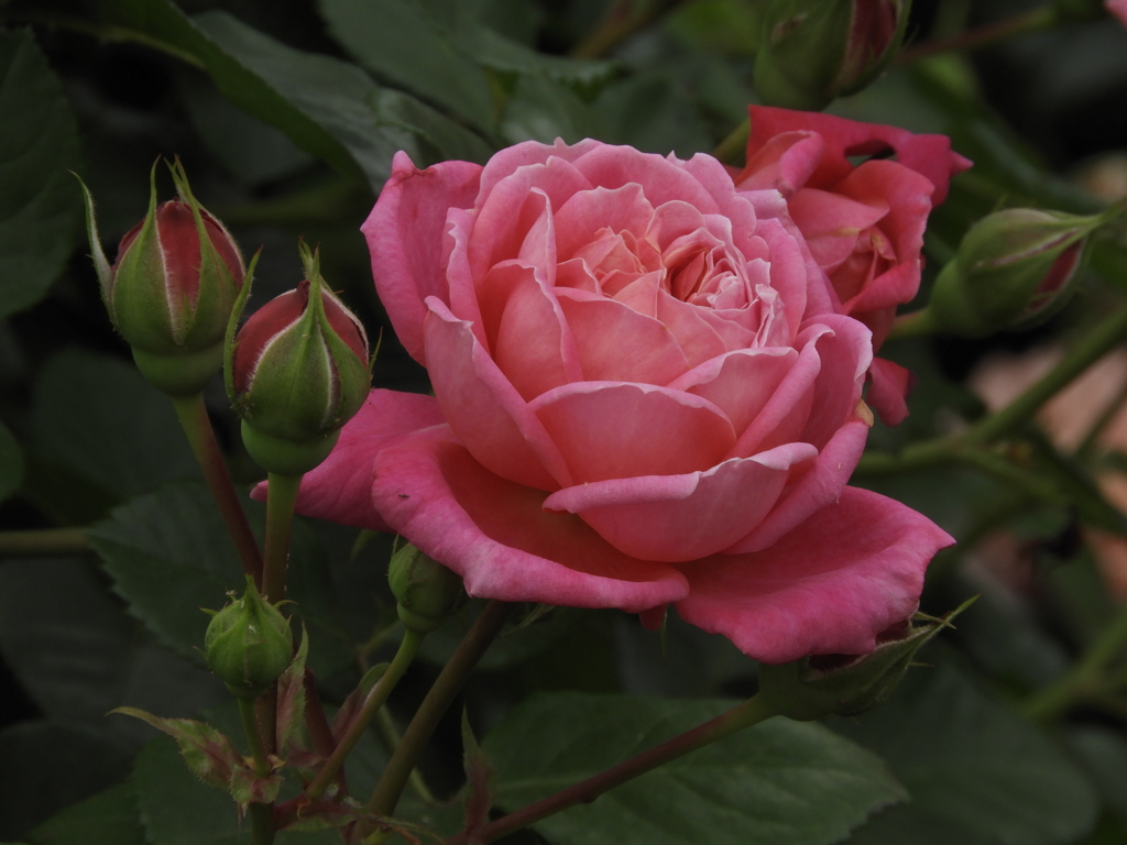 薔薇38
