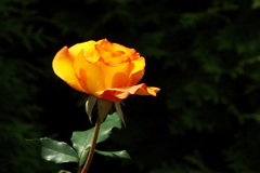 智光山公園・薔薇14