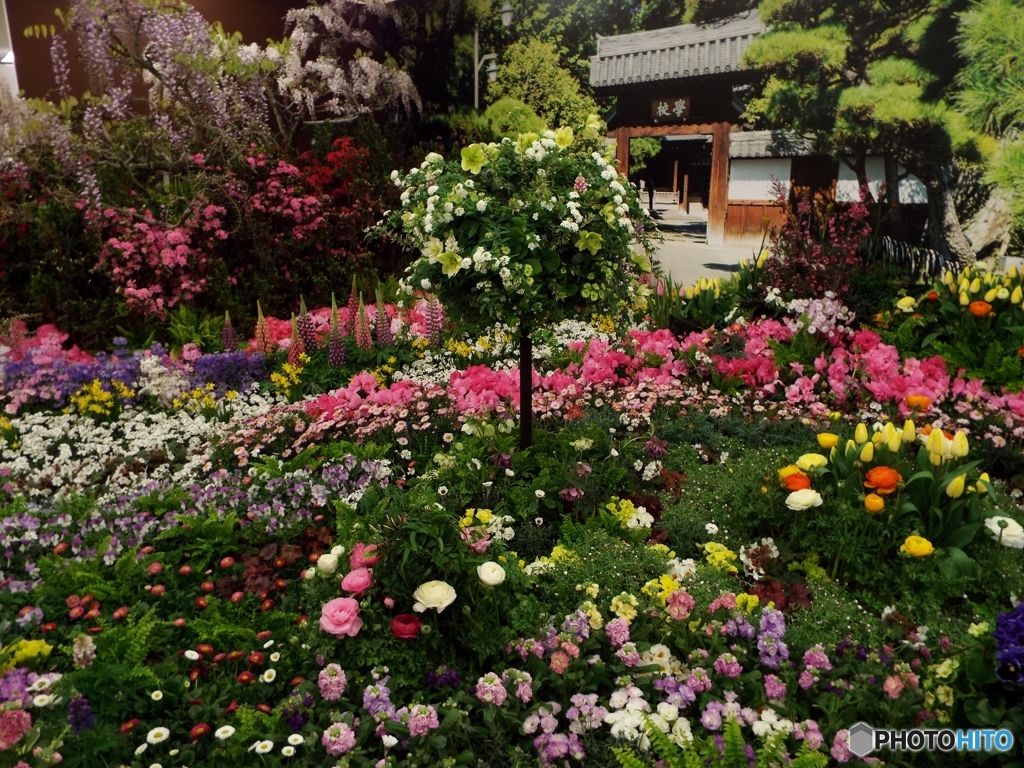 花の展覧会10