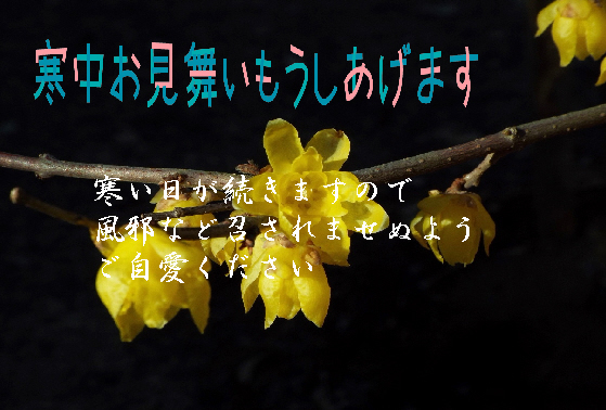 寒中お見舞い11