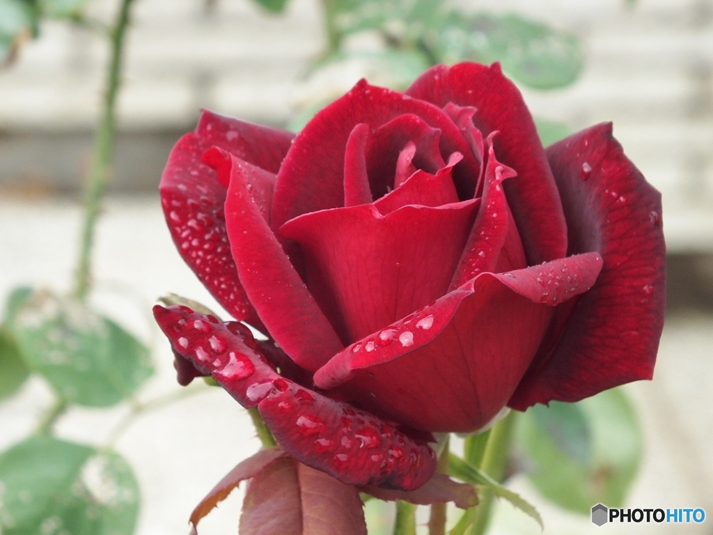雫を纏った薔薇15