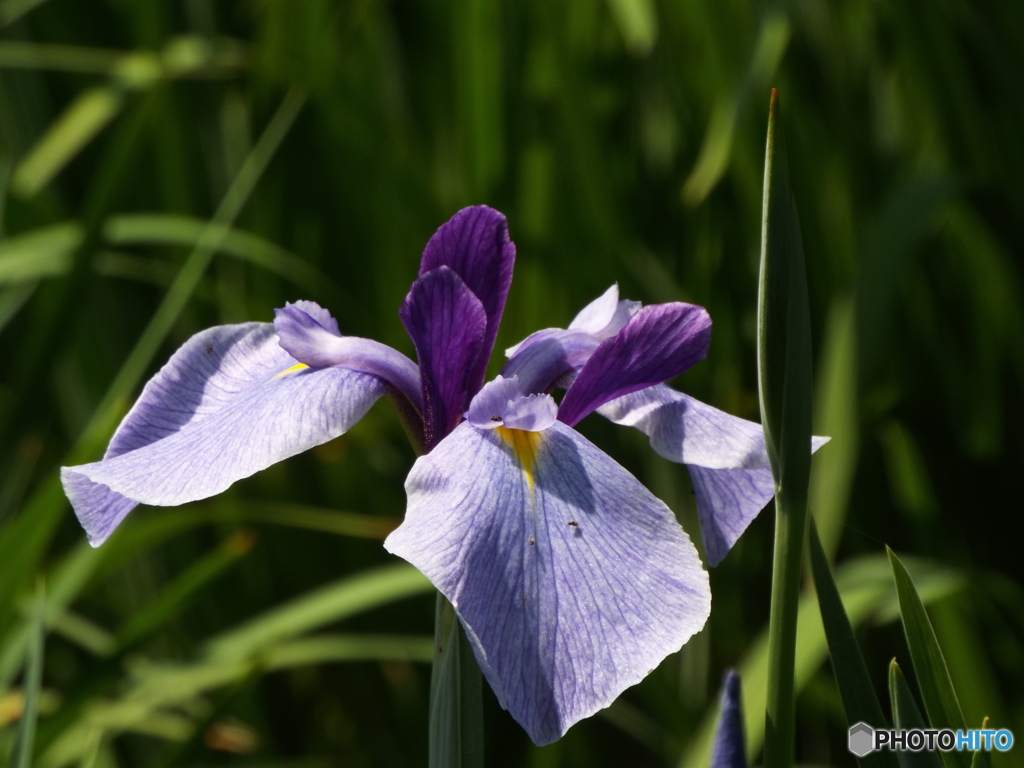 花菖蒲3