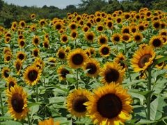 DSCF0115