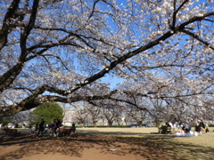 稲荷山公園・桜11