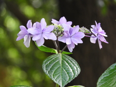 豊島園・額紫陽花13