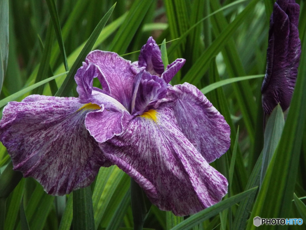 花菖蒲10