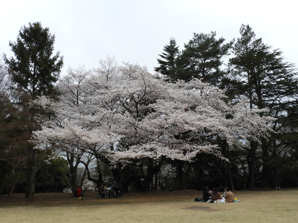 お花見8