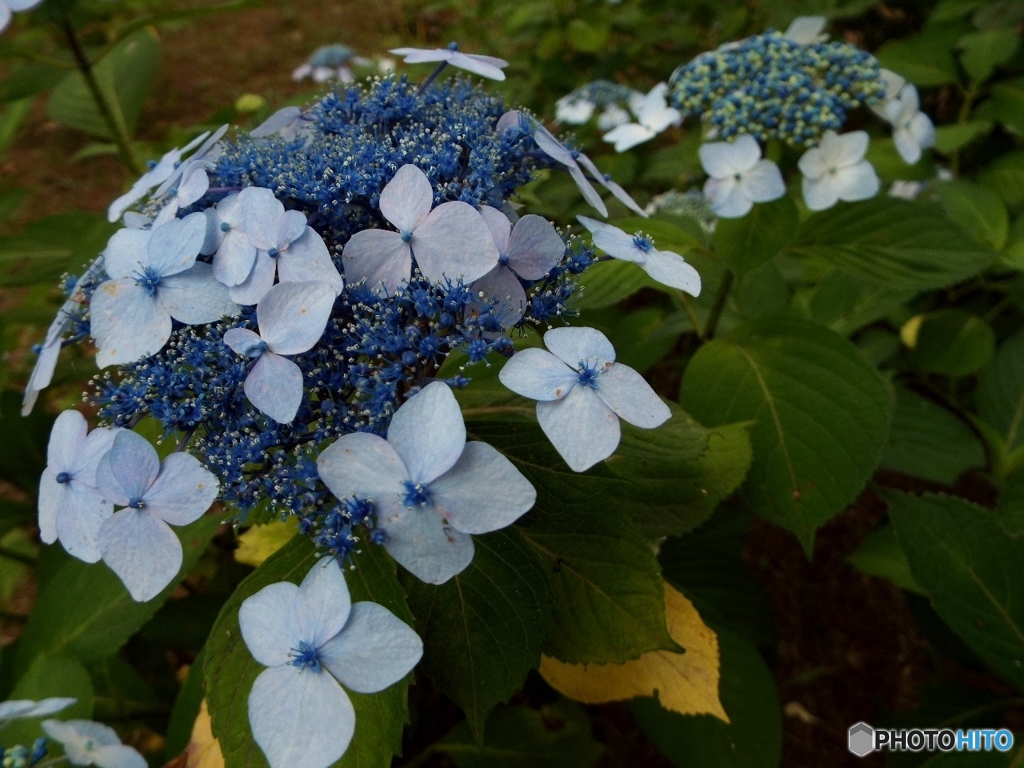 昭和記念公園・紫陽花19