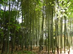 皇居東御苑8