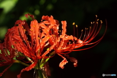 彼岸花12