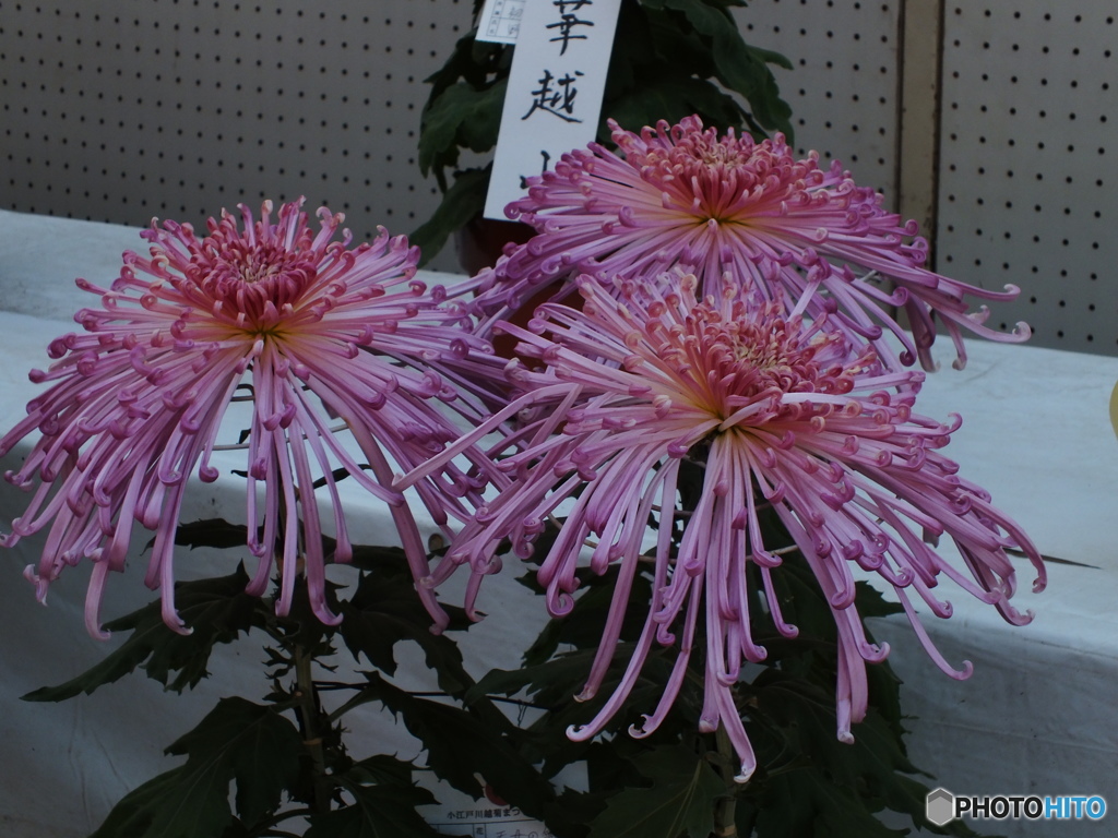 菊花展2