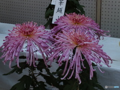 菊花展2