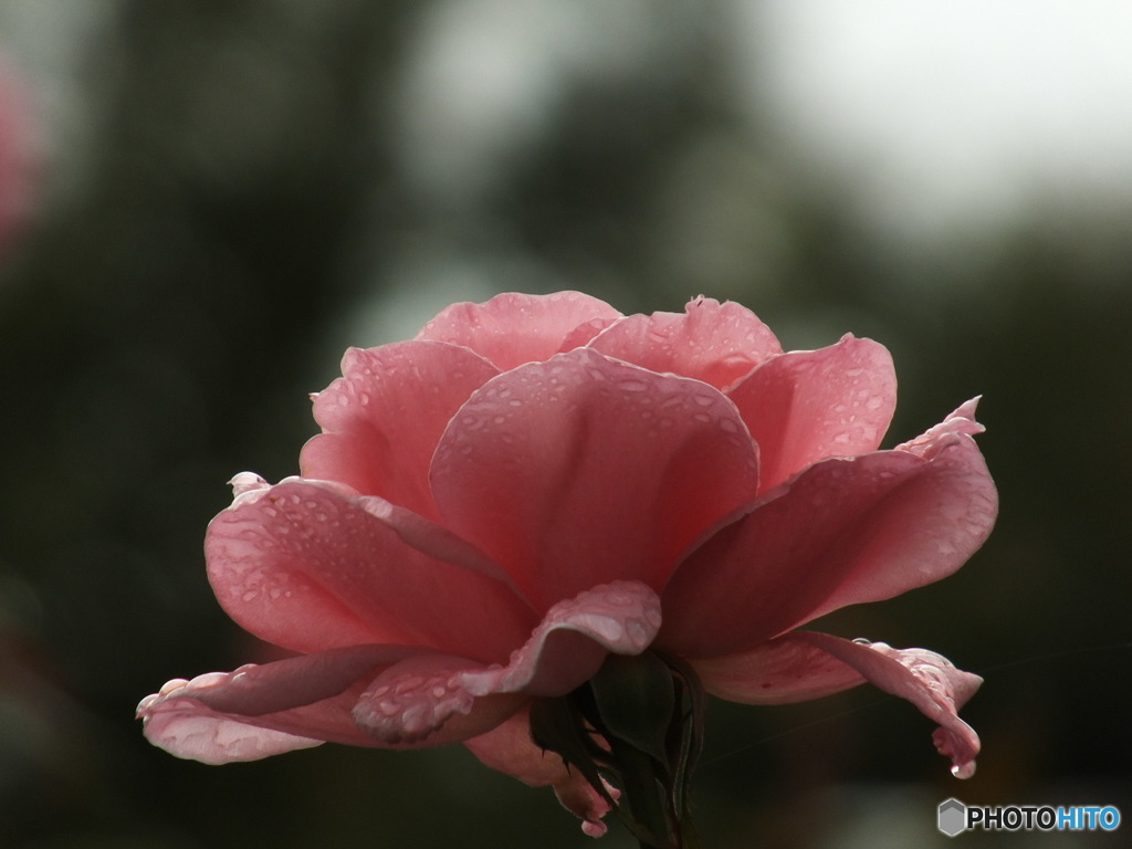 雫を纏った薔薇5