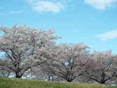 お花見14