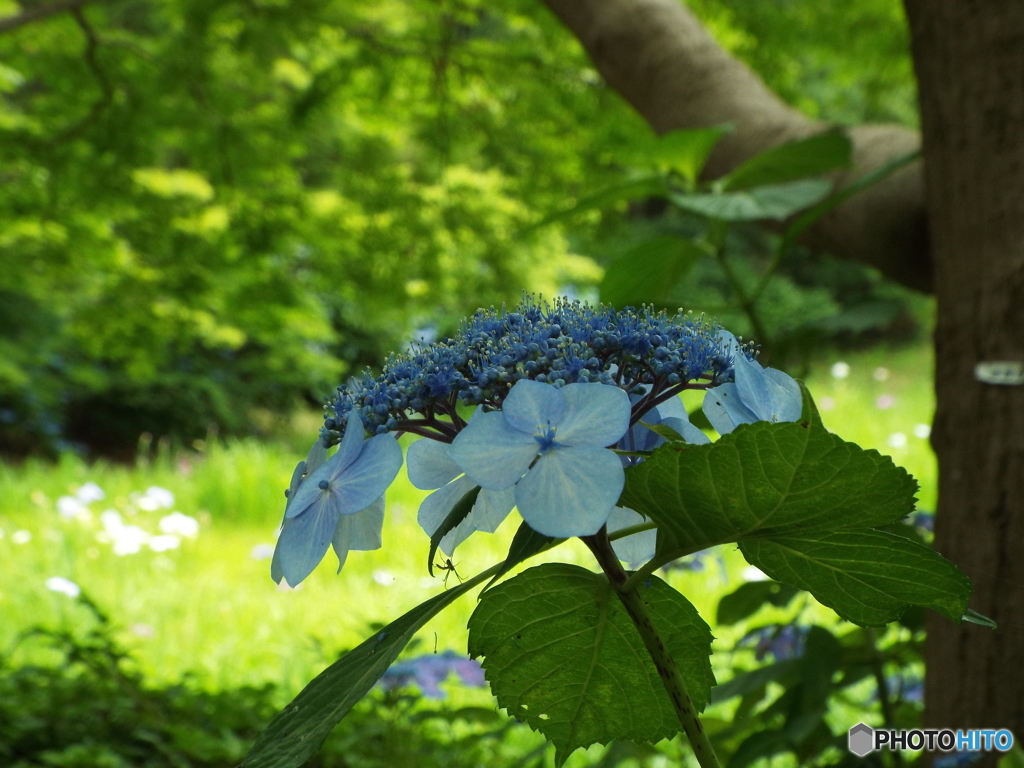 深緑の昭和記念公園9