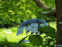 深緑の昭和記念公園9