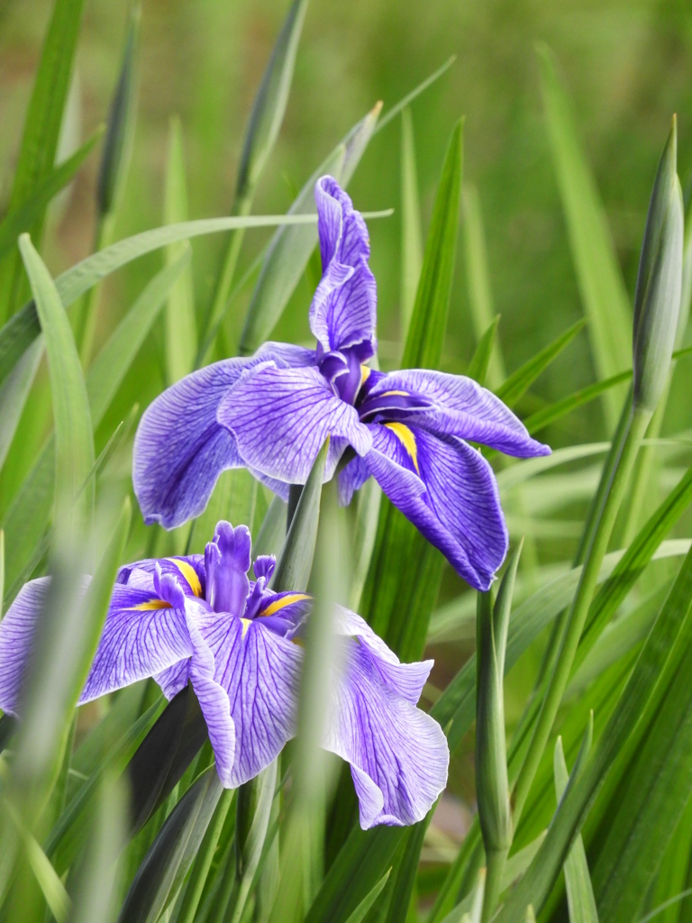 智光山公園・花菖蒲18