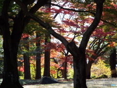 殿ヶ谷戸庭園の秋1