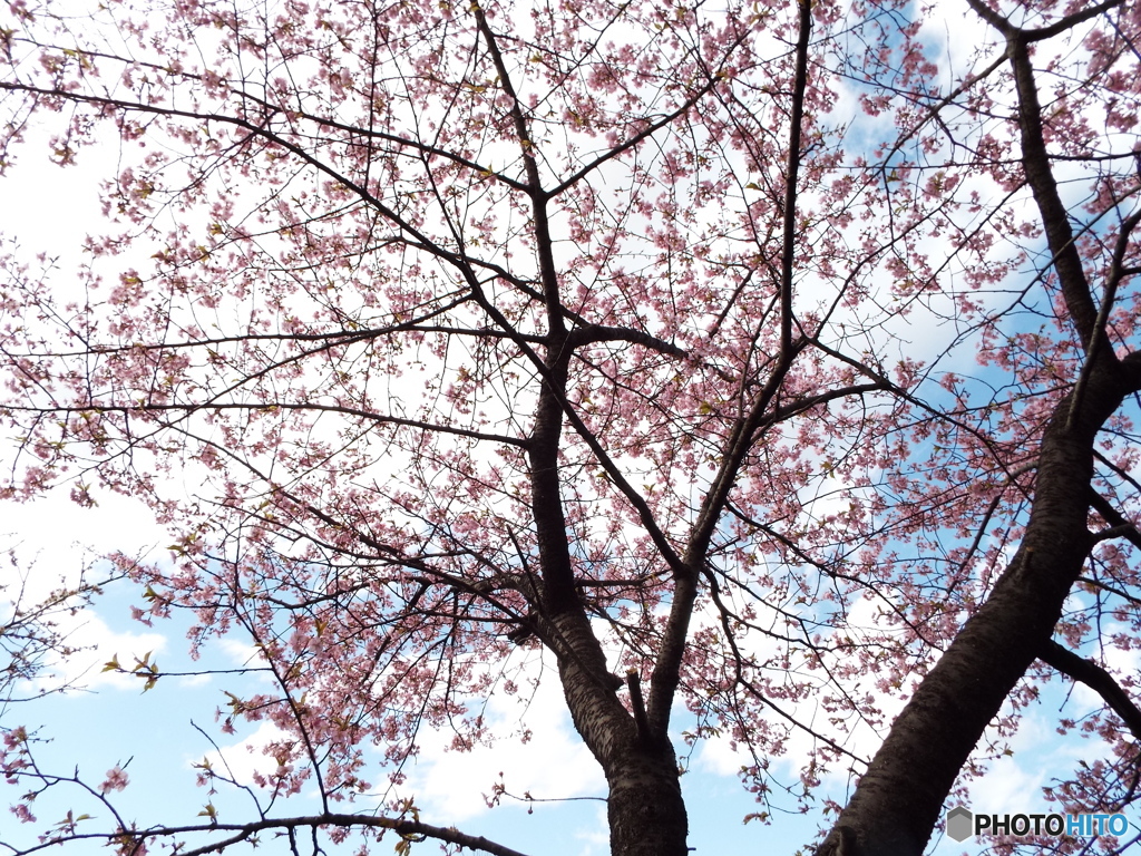 河津桜8