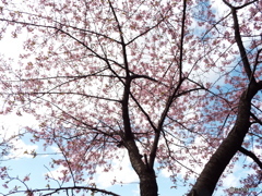河津桜8