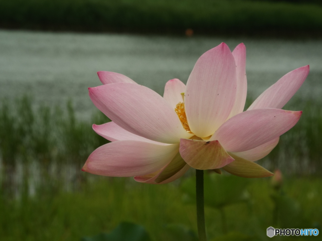 昭和記念公園・蓮2