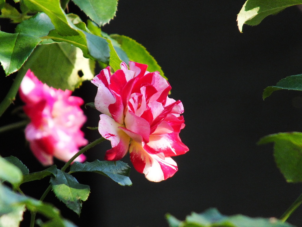 薔薇4