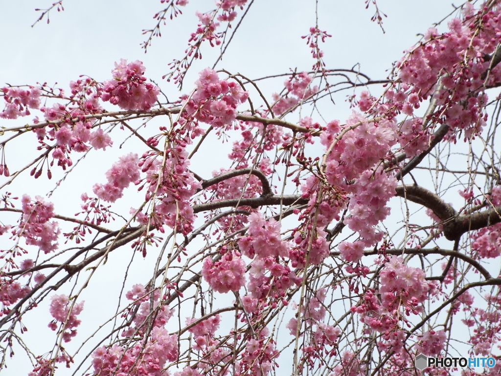 枝垂れ桜6