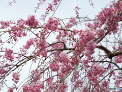 枝垂れ桜6