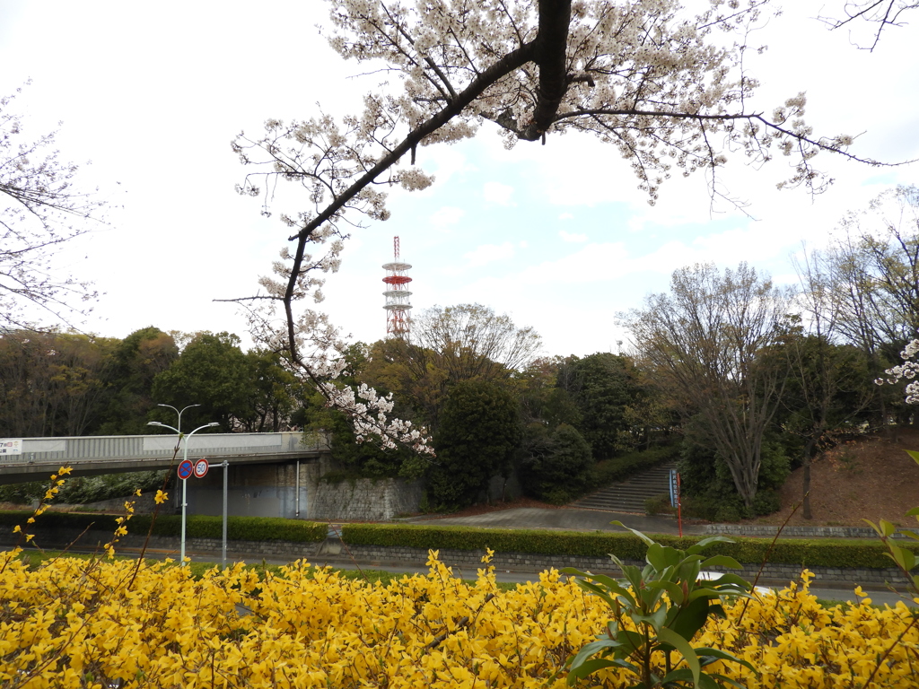 お花見5