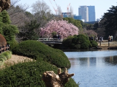 修善寺桜1