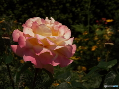 山下公園5