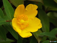 東京都薬用植物園・キンシバイ