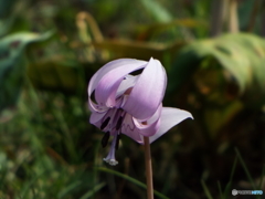 カタクリの花 7