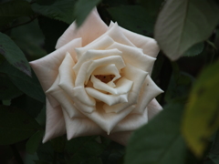 秋薔薇15