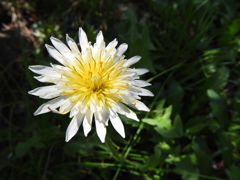 白花タンポポ