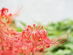 岸辺の曼珠沙華3